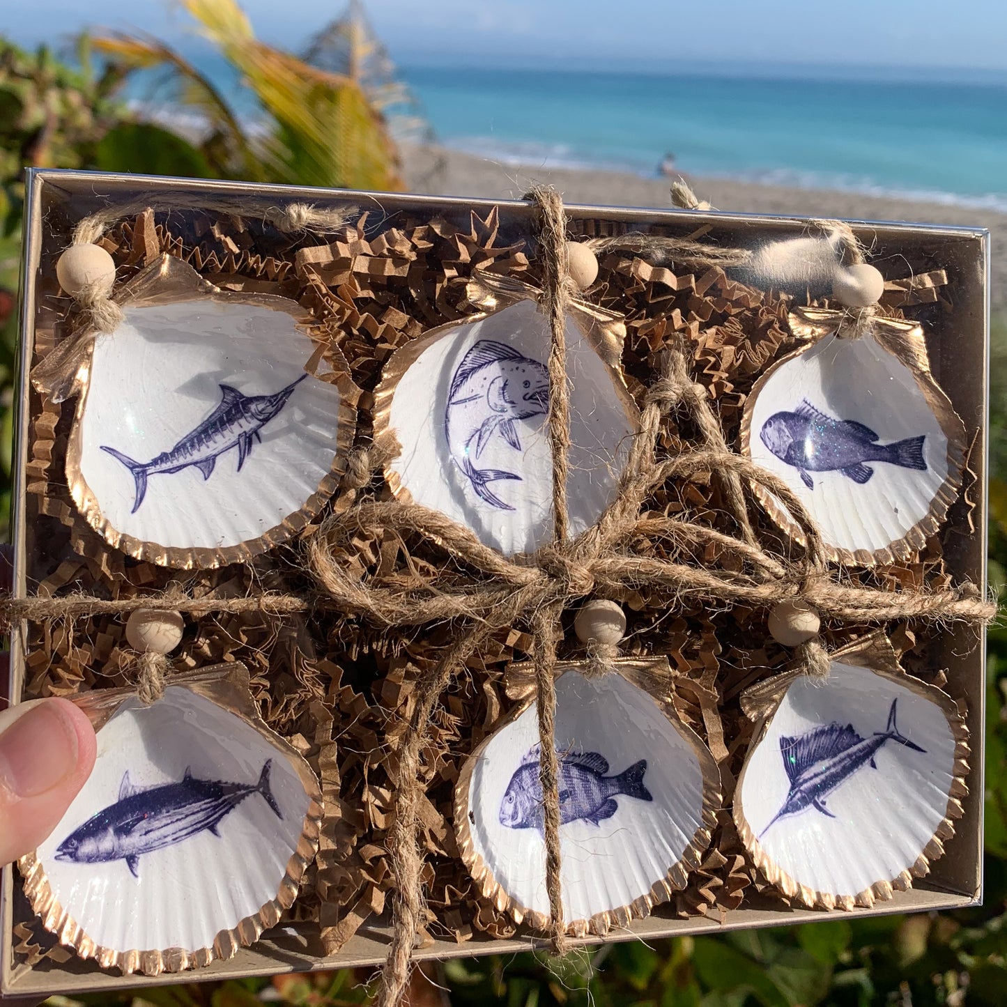 Fish Mini Shell 6 pk