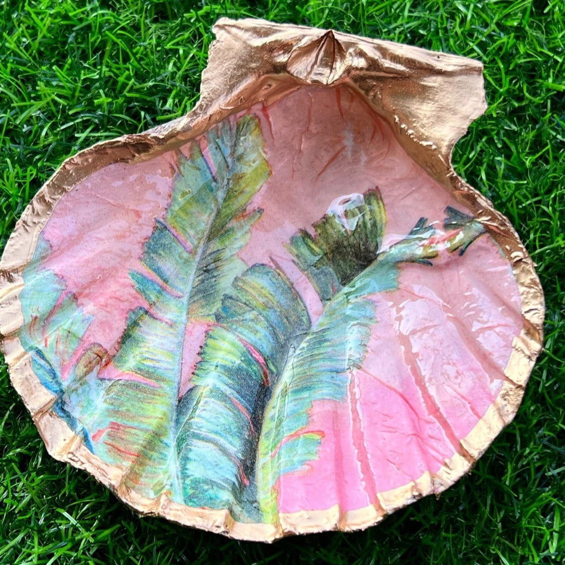 Tropical Shell Collection