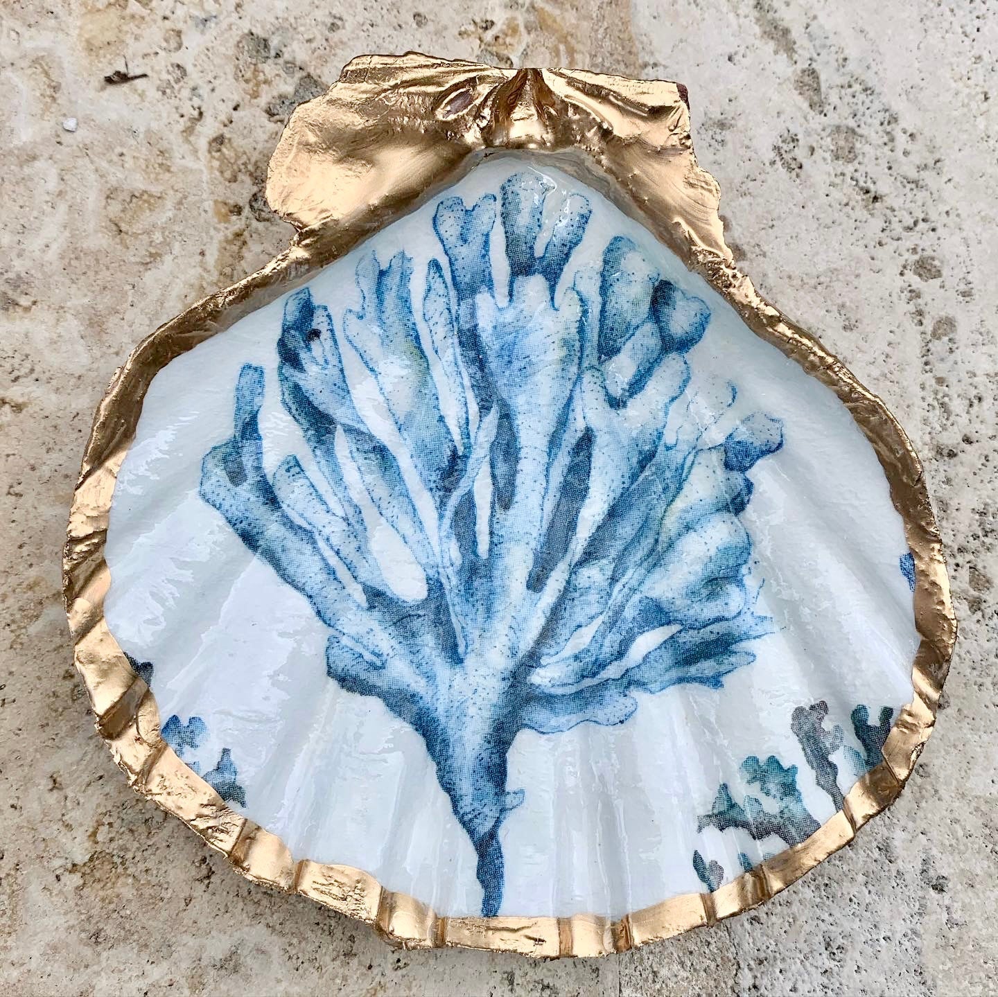 Coastal Shell Collection